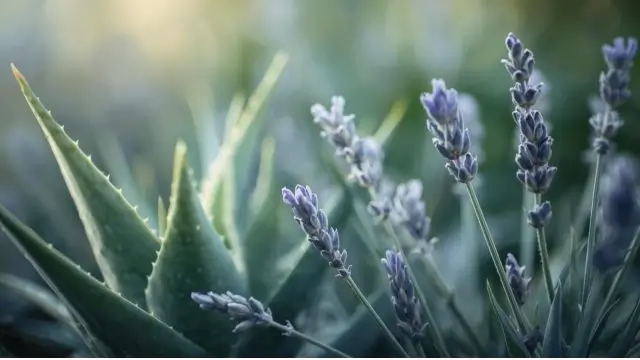 Aloe Vera and Lavender Plants
