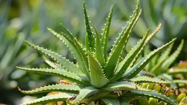 Aloe Vera