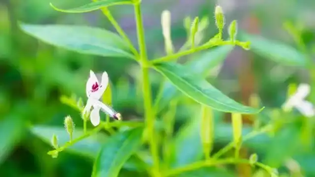 Andrographis
