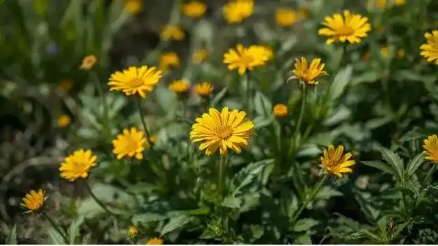 Arnica