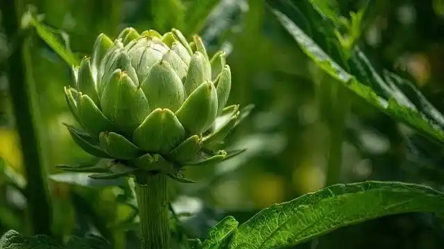 Artichoke
