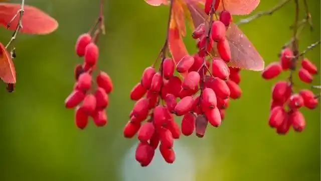 Barberry