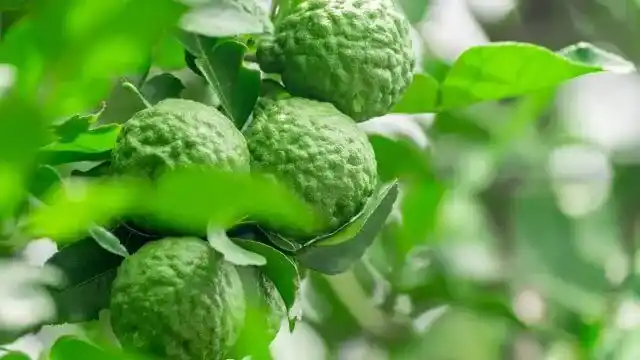 Bergamot