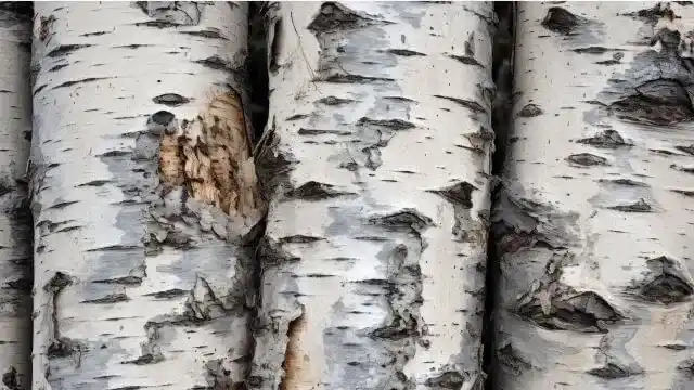 Birch