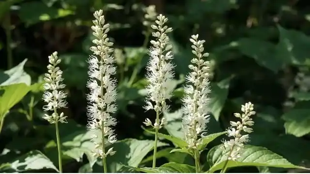 Black Cohosh