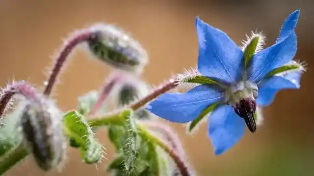 Borage Essential Oil