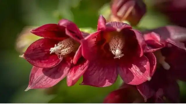 Boronia Essential Oil