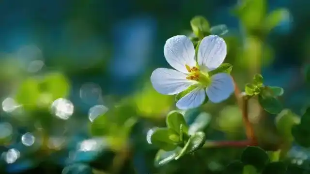 Brahmi