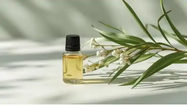 Cajeput Essential Oil