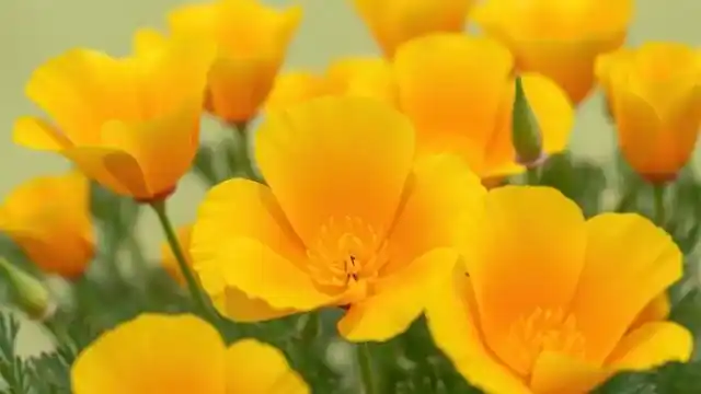 Californian Poppy