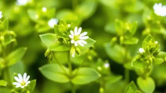 Chickweed