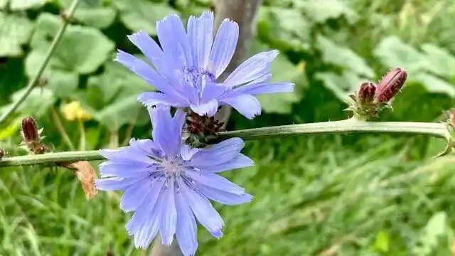 Chicory
