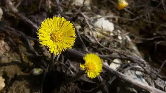 Coltsfoot