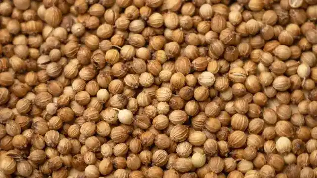Coriander