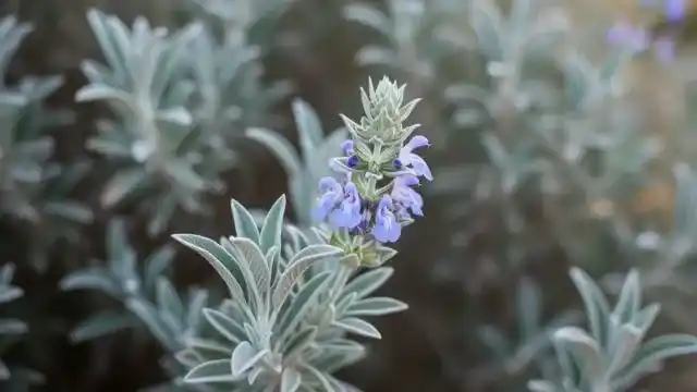 Desert Sage