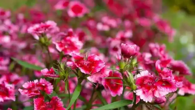 Dianthus