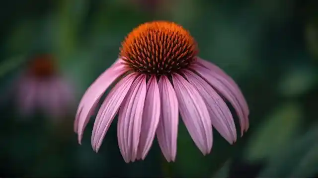 Echinacea