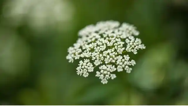 Elderflower