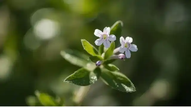 Eyebright