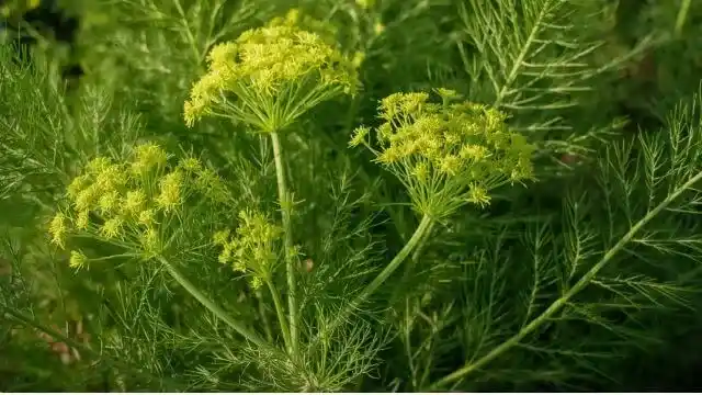 Fennel