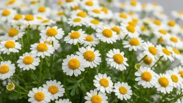 Feverfew