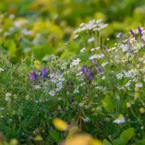 Flowers Health Benefits and Medicinal Uses