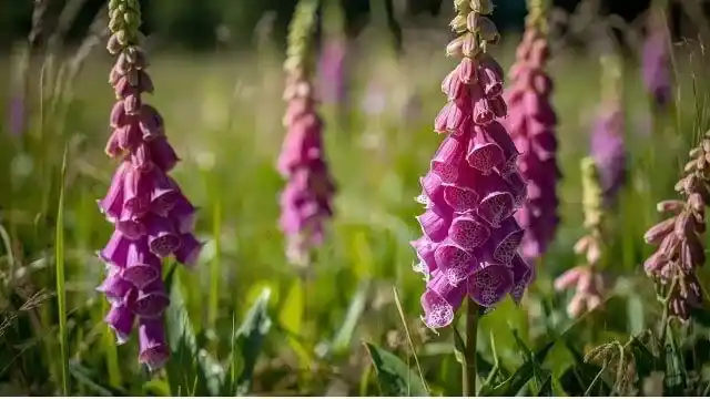 Foxglove