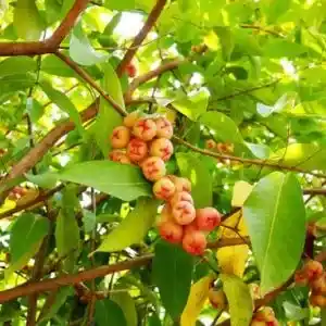 Fruits Health Benefits and Medicinal Uses