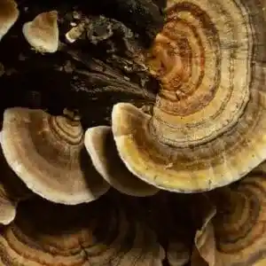 Fungus Health Benefits and Medicinal Uses