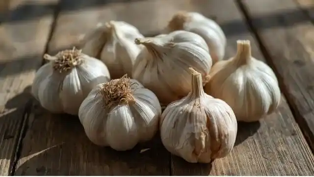 Garlic