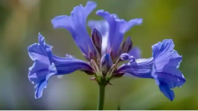 Gentian