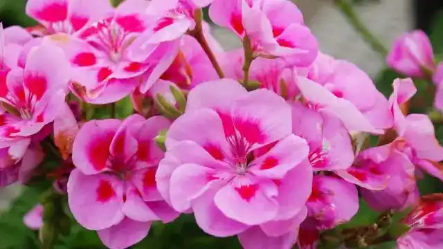 Geranium Essential Oil