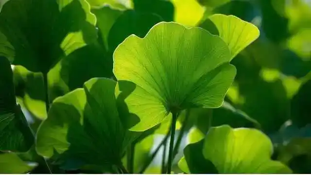Ginkgo