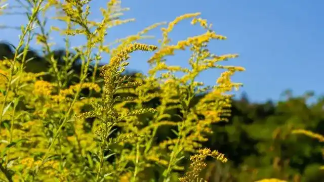 Goldenrod
