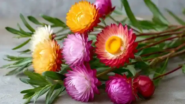 Helichrysum Flowers Straw Flowers