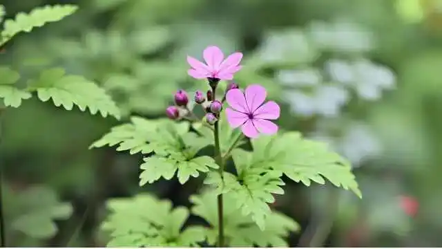 Herb Robert