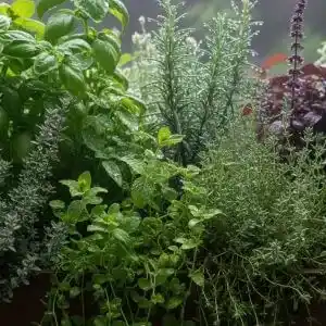 Herbs Health Benefits and Medicinal Uses