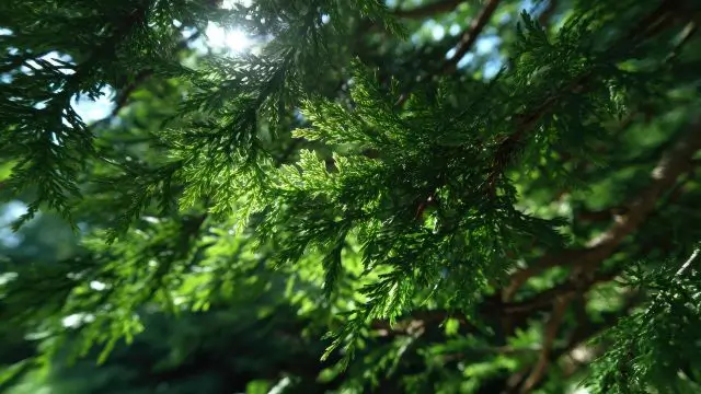 Hinoki Essential Oil