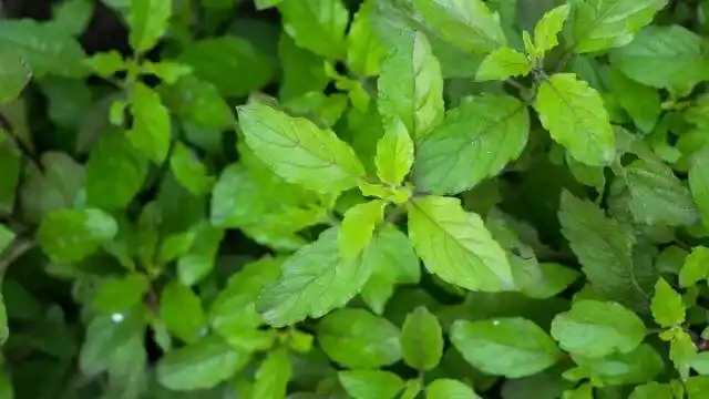Holy Basil Essential Oil