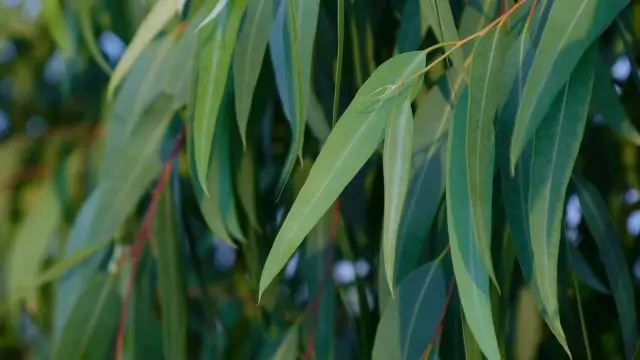 How to Use Eucalyptus Essential Oil