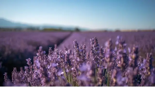 How to Use Lavender Essential Oil
