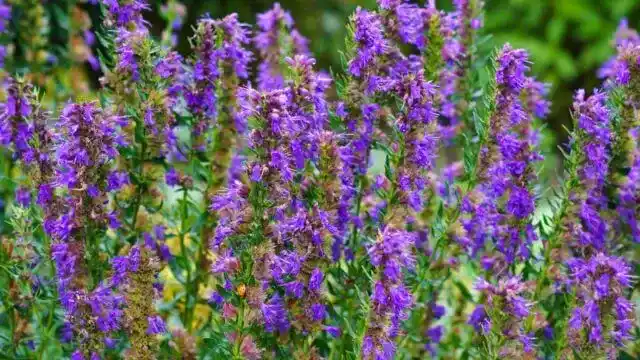 Hyssop