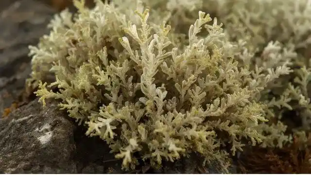 Iceland Moss