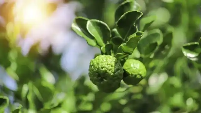 Kaffir Lime Oil Cold Pressed