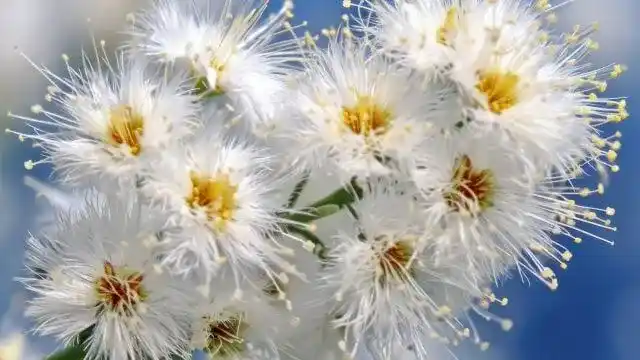 Kanuka Essential Oil