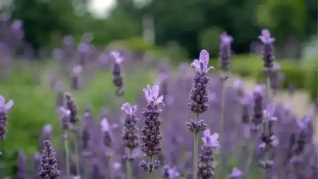Lavender Essential Oil Uses and Benefits