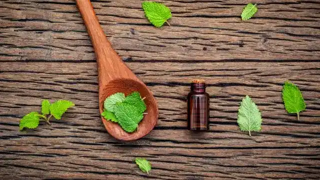 Lemon Balm Essential Oil