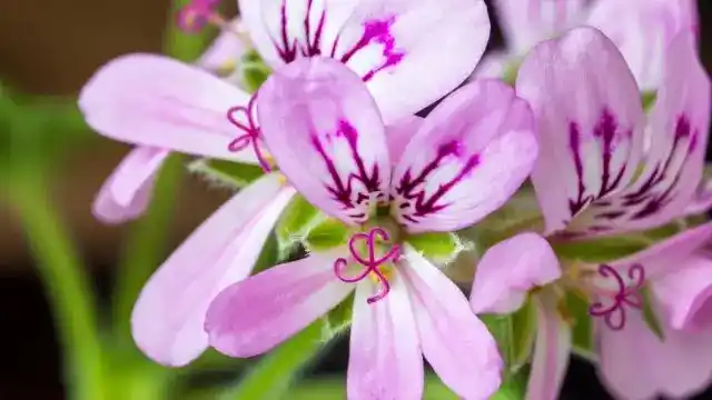 Lemon Geranium