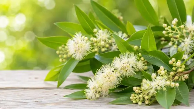 Lemon Myrtle
