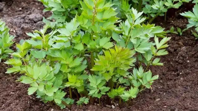 Lovage Essential Oil